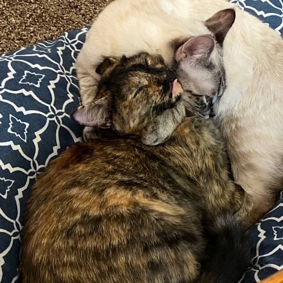 MEET MY PETS (: - Picture 2 of 16